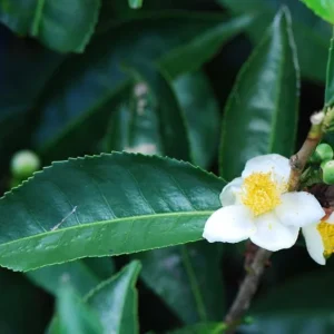 Camellia Sinensis Live Plant – Tea Plant – 4in Nursery Pot - Image 1