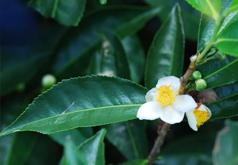 Camellia Sinensis Live Plant – Tea Plant – 4in Nursery Pot - Image 1