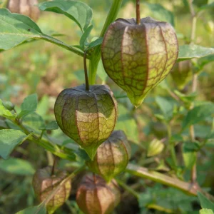 Cape Gooseberry Seeds - Physalis peruviana - Golden Berry Fruit Plant - 20 Seeds - Image 3