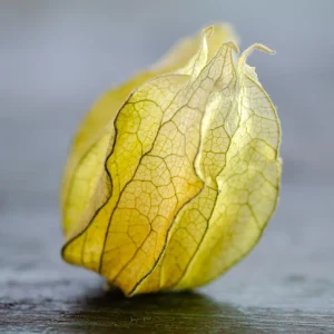 Cape Gooseberry Seeds - Physalis peruviana - Golden Berry Fruit Plant - 20 Seeds - Image 4