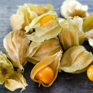 Cape Gooseberry Seeds - Physalis peruviana - Golden Berry Fruit Plant - 20 Seeds - Image 5