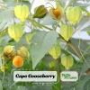 Cape Gooseberry Seeds - Physalis peruviana - Golden Berry Fruit Plant - 20 Seeds - Image 1