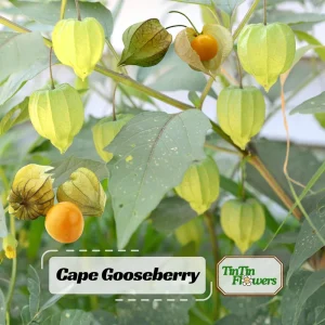 Cape Gooseberry Seeds - Physalis peruviana - Golden Berry Fruit Plant - 20 Seeds - Image 1