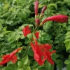 Cape Honeysuckle Live Plant – Tecoma Red Flowering Shrub – 4-6" Tall Outdoor - Image 1