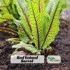 Carousel Ornamental Corn Seeds - Zea Mays - Multicolor Decorative Indian Corn - Heirloom Variety - 20 Seeds - Image 1