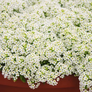 Carpet of Snow Alyssum Seeds - 30 Seeds - Cold Resistant, Drought Tolerant - Image 10