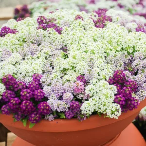Carpet of Snow Alyssum Seeds - 30 Seeds - Cold Resistant, Drought Tolerant - Image 11