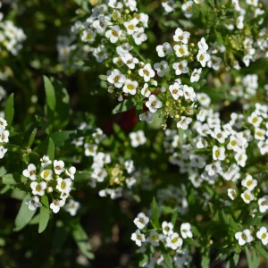 Carpet of Snow Alyssum Seeds - 30 Seeds - Cold Resistant, Drought Tolerant - Image 12
