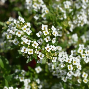 Carpet of Snow Alyssum Seeds - 30 Seeds - Cold Resistant, Drought Tolerant - Image 13