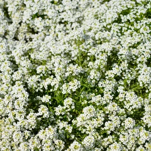 Carpet of Snow Alyssum Seeds - 30 Seeds - Cold Resistant, Drought Tolerant - Image 14