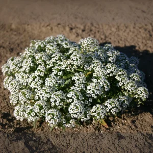 Carpet of Snow Alyssum Seeds - 30 Seeds - Cold Resistant, Drought Tolerant - Image 2
