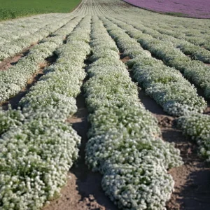 Carpet of Snow Alyssum Seeds - 30 Seeds - Cold Resistant, Drought Tolerant - Image 3