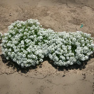 Carpet of Snow Alyssum Seeds - 30 Seeds - Cold Resistant, Drought Tolerant - Image 4