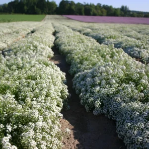 Carpet of Snow Alyssum Seeds - 30 Seeds - Cold Resistant, Drought Tolerant - Image 5