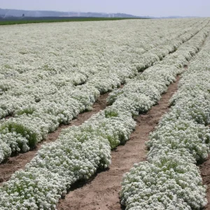 Carpet of Snow Alyssum Seeds - 30 Seeds - Cold Resistant, Drought Tolerant - Image 6