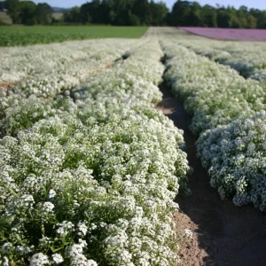 Carpet of Snow Alyssum Seeds - 30 Seeds - Cold Resistant, Drought Tolerant - Image 7