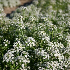 Carpet of Snow Alyssum Seeds - 30 Seeds - Cold Resistant, Drought Tolerant - Image 8