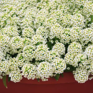Carpet of Snow Alyssum Seeds - 30 Seeds - Cold Resistant, Drought Tolerant - Image 9