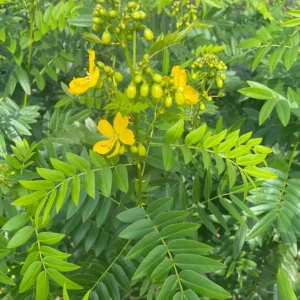 Cassia Butterfly Host Plant – Live Plant – 4in Tall – Attracts Butterflies - Image 2