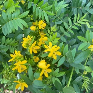 Cassia Butterfly Host Plant – Live Plant – 4in Tall – Attracts Butterflies - Image 1
