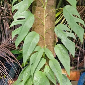 Cebu Blue Pothos Live Plant - Epipremnum, Well Rooted, Indoor/Outdoor - Image 2