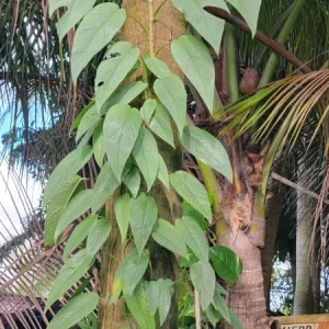 Cebu Blue Pothos Live Plant - Epipremnum, Well Rooted, Indoor/Outdoor - Image 3