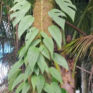 Cebu Blue Pothos Live Plant - Epipremnum, Well Rooted, Indoor/Outdoor - Image 4