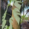 Cebu Blue Pothos Live Plant - Epipremnum, Well Rooted, Indoor/Outdoor - Image 1