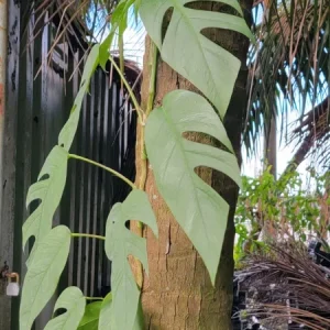 Cebu Blue Pothos Live Plant - Epipremnum, Well Rooted, Indoor/Outdoor - Image 1