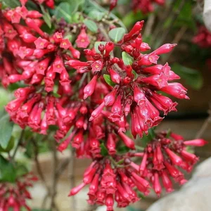 Cestrum Newellii Red Jasmine Live Plant - 4-6 Inch Tall, Fragrant - Image 2