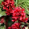 Cestrum Newellii Red Jasmine Live Plant - 4-6 Inch Tall, Fragrant - Image 1