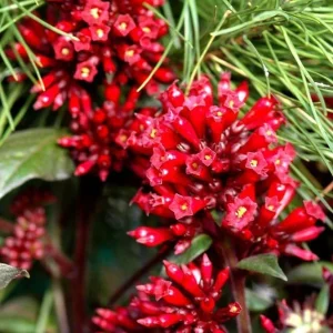 Cestrum Newellii Red Jasmine Live Plant - 4-6 Inch Tall, Fragrant - Image 1