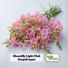 Chantilly Light Pink Snapdragon Seeds - 30 Seeds - Open-Pollinated Cut Flowers - Image 1