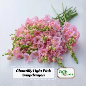 Chantilly Light Pink Snapdragon Seeds - 30 Seeds - Open-Pollinated Cut Flowers - Image 1