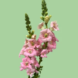 Chantilly Light Pink Snapdragon Seeds - 30 Seeds - Open-Pollinated Cut Flowers - Image 10