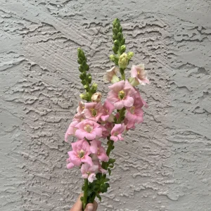 Chantilly Light Pink Snapdragon Seeds - 30 Seeds - Open-Pollinated Cut Flowers - Image 11