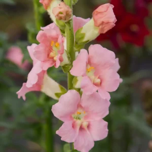 Chantilly Light Pink Snapdragon Seeds - 30 Seeds - Open-Pollinated Cut Flowers - Image 12
