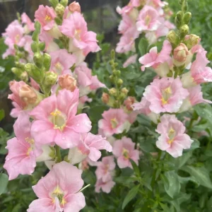 Chantilly Light Pink Snapdragon Seeds - 30 Seeds - Open-Pollinated Cut Flowers - Image 13