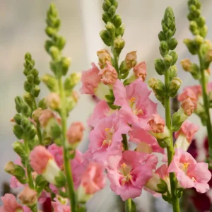 Chantilly Light Pink Snapdragon Seeds - 30 Seeds - Open-Pollinated Cut Flowers - Image 14