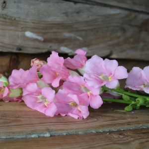 Chantilly Light Pink Snapdragon Seeds - 30 Seeds - Open-Pollinated Cut Flowers - Image 15
