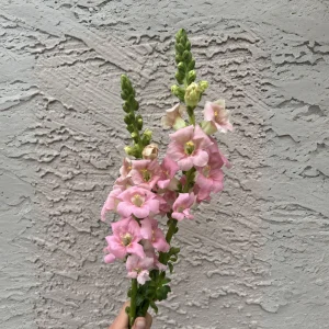 Chantilly Light Pink Snapdragon Seeds - 30 Seeds - Open-Pollinated Cut Flowers - Image 2