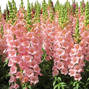 Chantilly Light Pink Snapdragon Seeds - 30 Seeds - Open-Pollinated Cut Flowers - Image 3