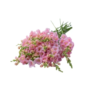 Chantilly Light Pink Snapdragon Seeds - 30 Seeds - Open-Pollinated Cut Flowers - Image 4