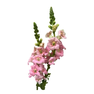Chantilly Light Pink Snapdragon Seeds - 30 Seeds - Open-Pollinated Cut Flowers - Image 5