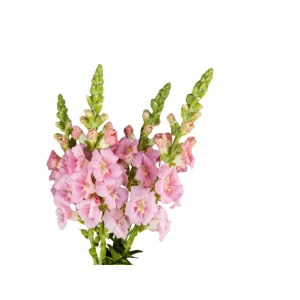 Chantilly Light Pink Snapdragon Seeds - 30 Seeds - Open-Pollinated Cut Flowers - Image 6