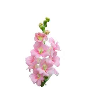 Chantilly Light Pink Snapdragon Seeds - 30 Seeds - Open-Pollinated Cut Flowers - Image 7