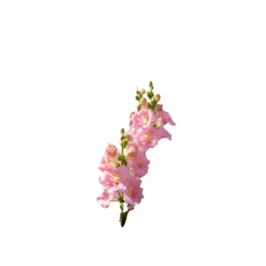 Chantilly Light Pink Snapdragon Seeds - 30 Seeds - Open-Pollinated Cut Flowers - Image 8