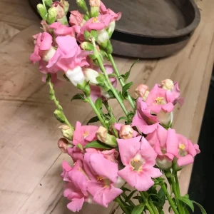 Chantilly Light Pink Snapdragon Seeds - 30 Seeds - Open-Pollinated Cut Flowers - Image 9