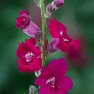 Chantilly Purple Snapdragon Seeds - 30 Seeds - Cold Resistant Cut Flowers - Image 10
