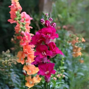 Chantilly Purple Snapdragon Seeds - 30 Seeds - Cold Resistant Cut Flowers - Image 11